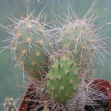 Cumulopuntia berteri