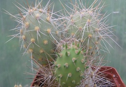 Cumulopuntia berteri