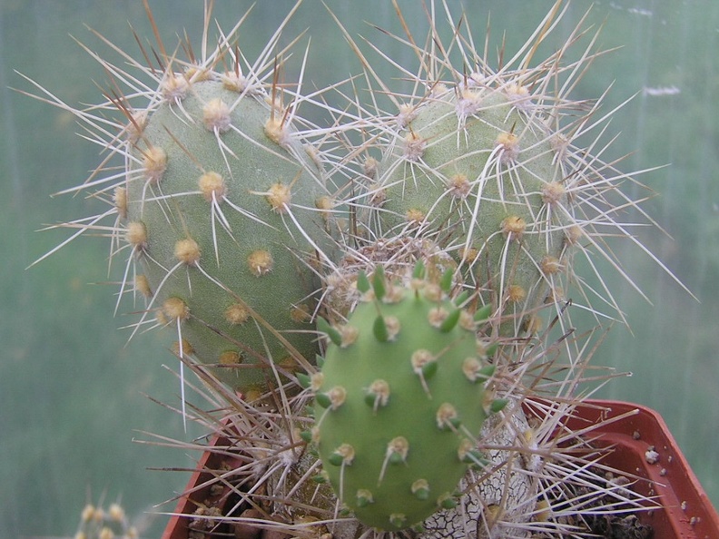 Cumulopuntia berteri