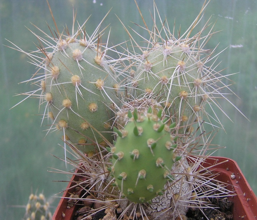 Cumulopuntia berteri