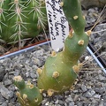 Cumulopuntia boliviana f inermis