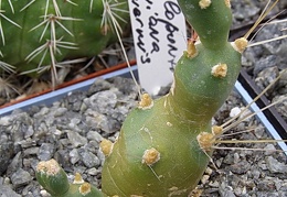 Cumulopuntia boliviana f inermis