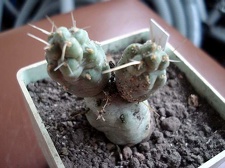 Cumulopuntia dactylifera Burzak FG