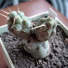 Cumulopuntia dactylifera Burzak FG