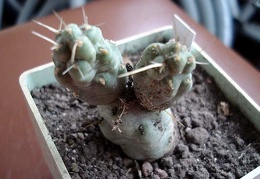 Cumulopuntia dactylifera Burzak FG