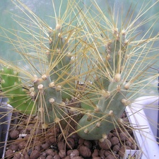 Cumulopuntia pampana KG 1836