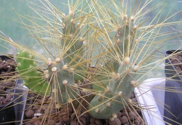 Cumulopuntia pampana KG 1836