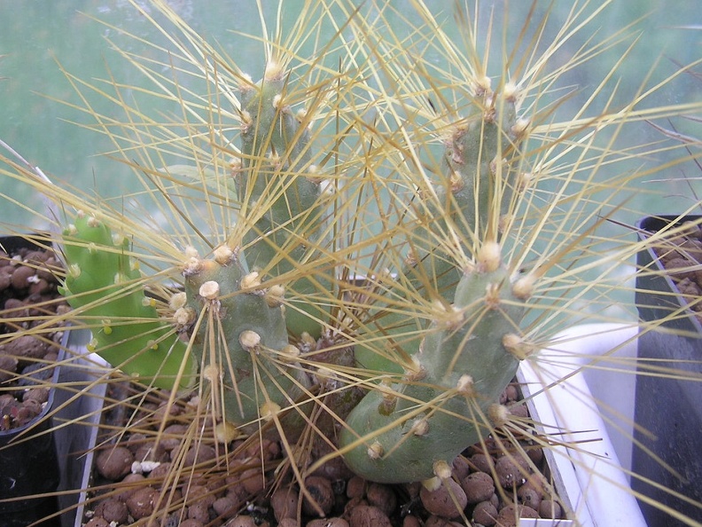Cumulopuntia pampana KG 1836