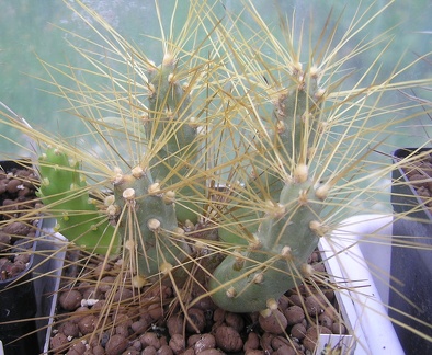 Cumulopuntia pampana KG 1836