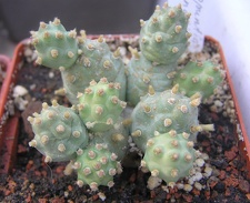 Cumulopuntia pentlandii