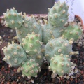 Cumulopuntia pentlandii