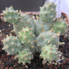 Cumulopuntia pentlandii
