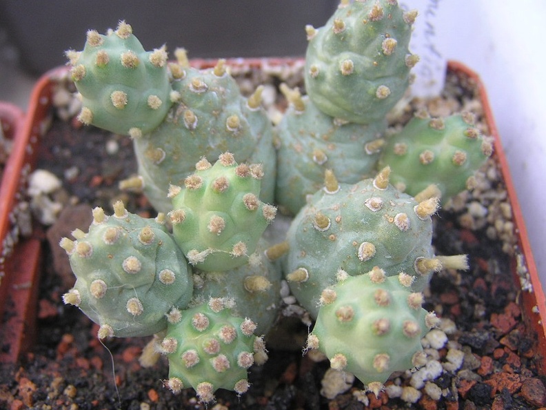Cumulopuntia pentlandii