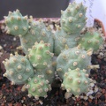 Cumulopuntia_pentlandii.JPG