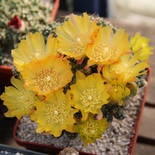 Cumulopuntia pentlandii 001