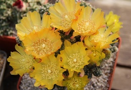 Cumulopuntia pentlandii 001