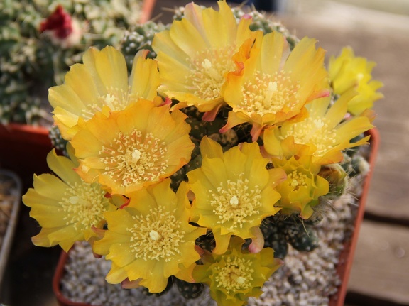 Cumulopuntia pentlandii 001