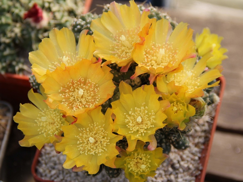Cumulopuntia pentlandii 001