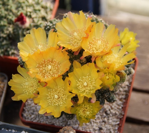 Cumulopuntia pentlandii 001