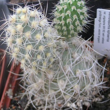 Cumulopuntia sphaerica v unguispina
