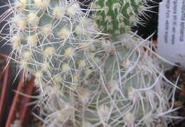 Cumulopuntia sphaerica v unguispina