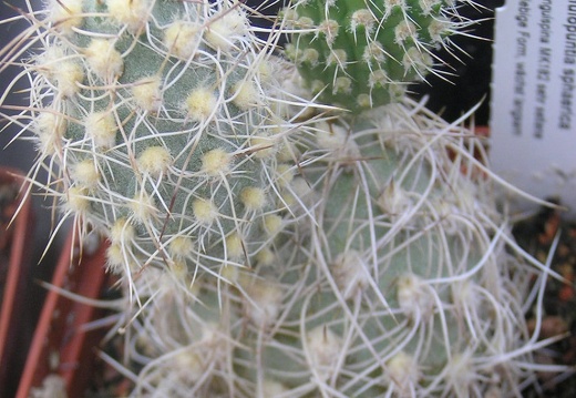 Cumulopuntia sphaerica v unguispina