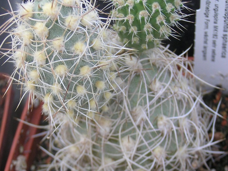 Cumulopuntia sphaerica v unguispina