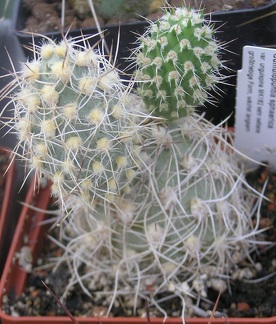 Cumulopuntia sphaerica v unguispina