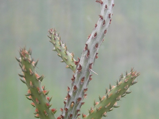 Cylindropuntia sp