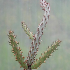 Cylindropuntia sp