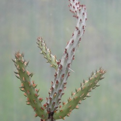 Cylindropuntia