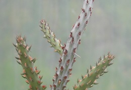 Cylindropuntia sp