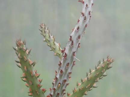 Cylindropuntia sp