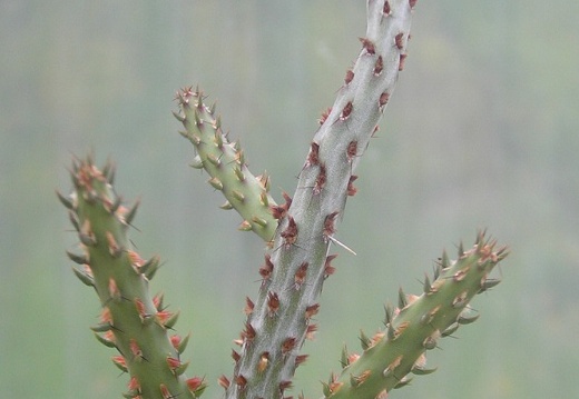 Cylindropuntia sp