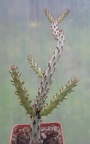Cylindropuntia sp