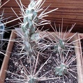 Cylindropuntia tunicata Burzak FG
