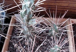 Cylindropuntia tunicata Burzak FG