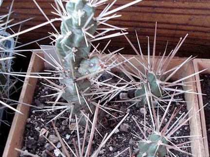 Cylindropuntia tunicata Burzak FG