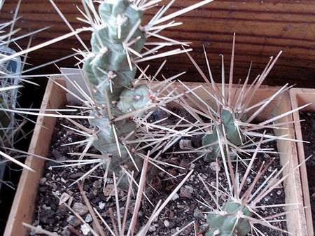 Cylindropuntia tunicata Burzak FG