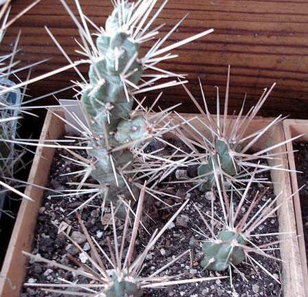 Cylindropuntia tunicata Burzak FG