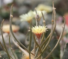 Digitostigma  Astrophytum  caput-medusae Sobolev