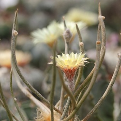 Digitostigma (Astrophytum)