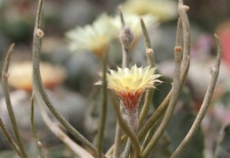 Digitostigma  Astrophytum  caput-medusae Sobolev