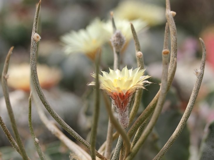 Digitostigma  Astrophytum  caput-medusae Sobolev