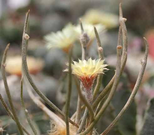 Digitostigma  Astrophytum  caput-medusae Sobolev