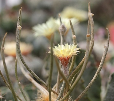 Digitostigma  Astrophytum  caput-medusae Sobolev