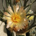 Digitostigma  Astrophytum  caput-medusae Traf