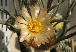 Digitostigma  Astrophytum  caput-medusae Traf