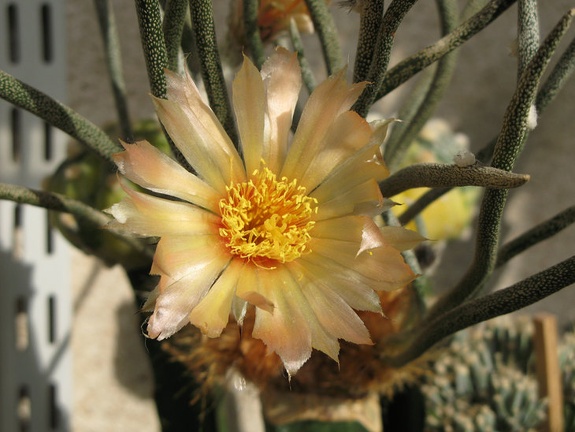 Digitostigma  Astrophytum  caput-medusae Traf