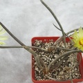 Digitostigma caput-medusae